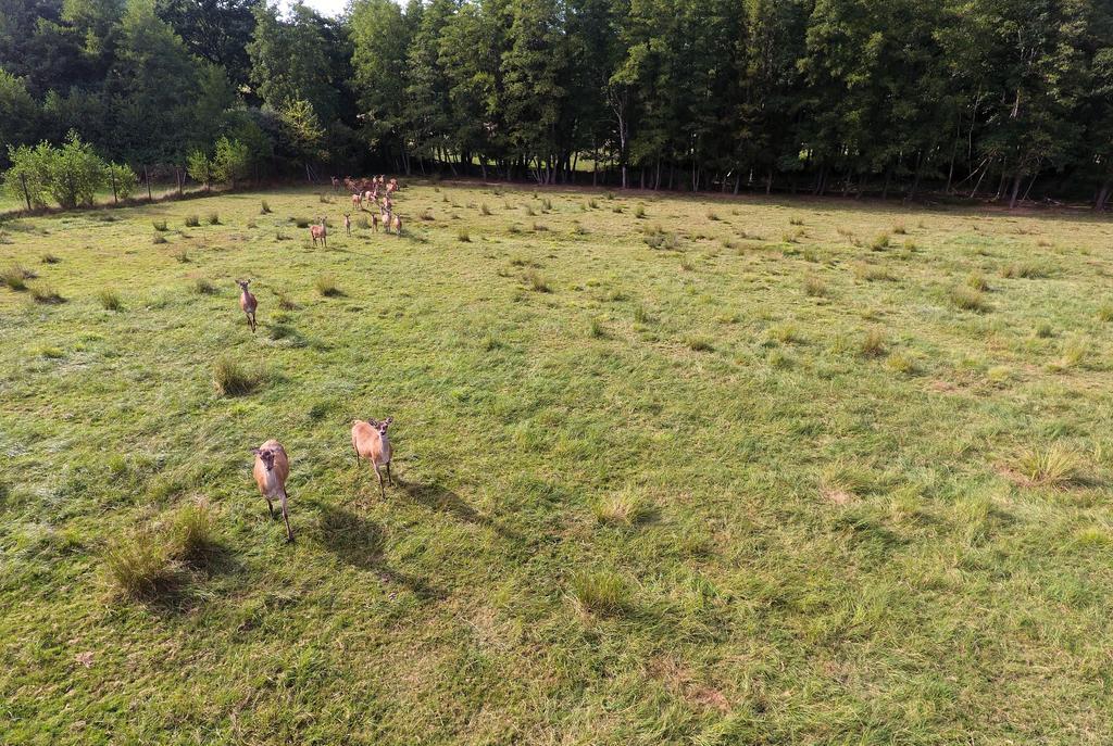 Gite Des Biches Birkenwald Exteriör bild