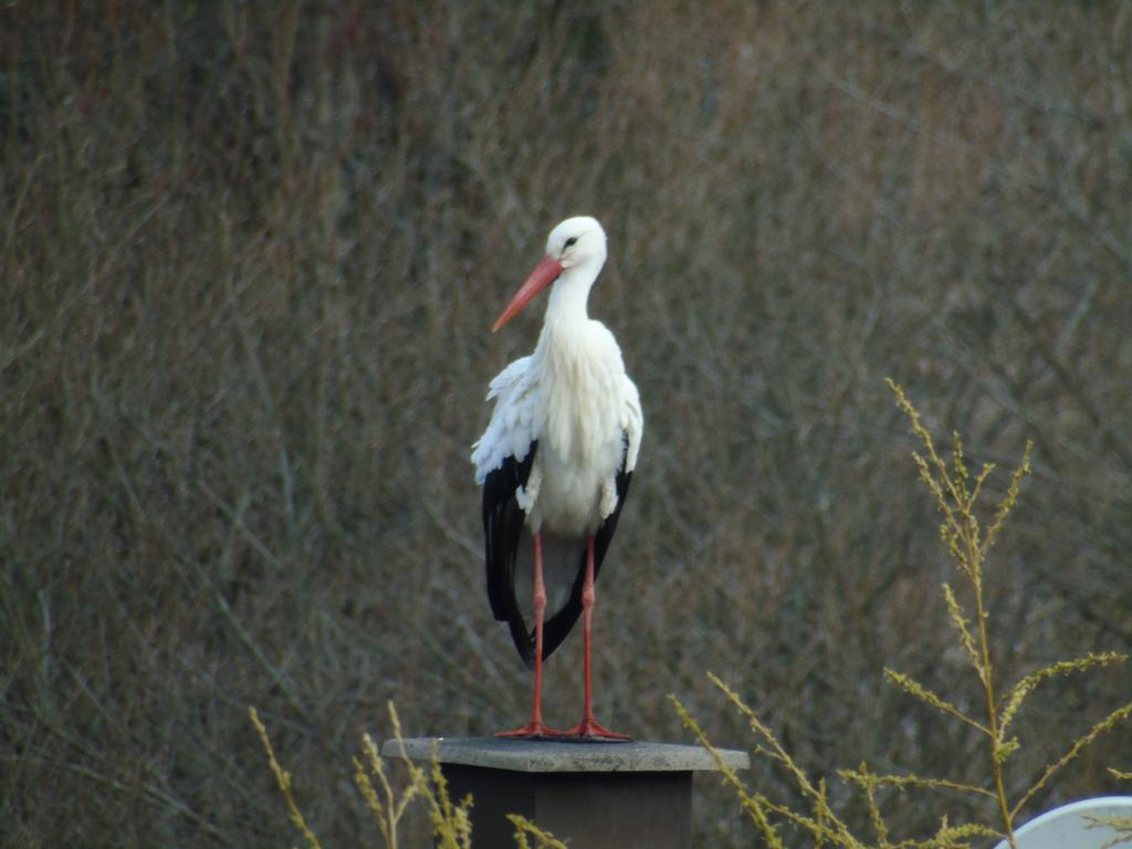 Gite Des Biches Birkenwald Exteriör bild